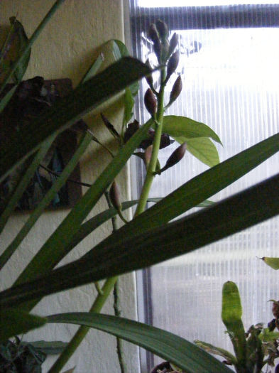 2.orhidee1 - 2_Februarie 2014