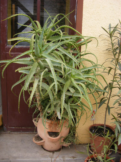 3.Aloe vera1