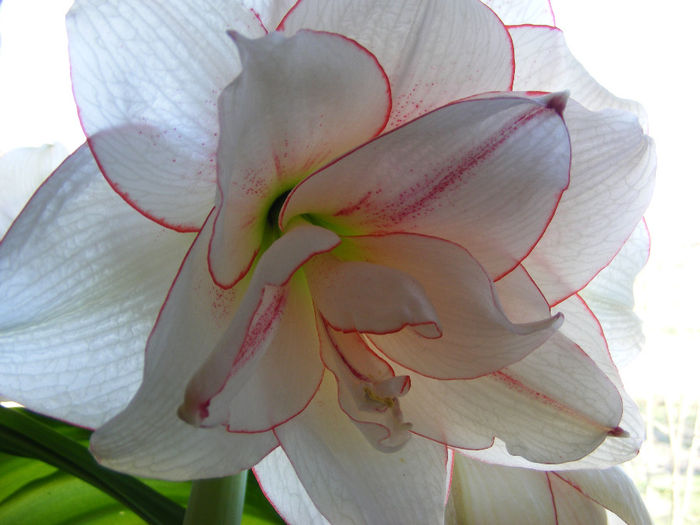 3.Amaryllis Elvas Dublu2