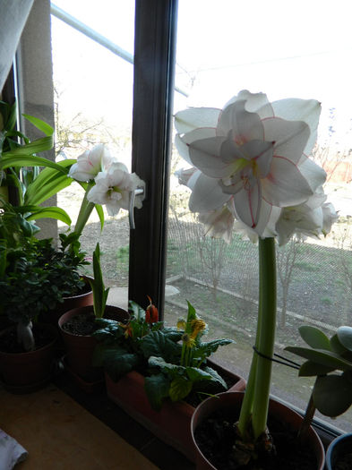 3.Amaryllis Elvas Dublu4 - 3_Martie 2014