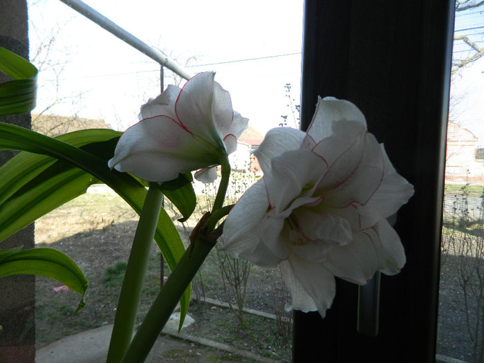 3.Amaryllis Elvas Dublu8