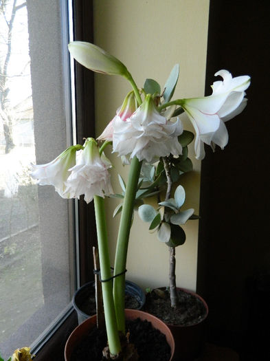 3.Amaryllis Elvas Dublu11