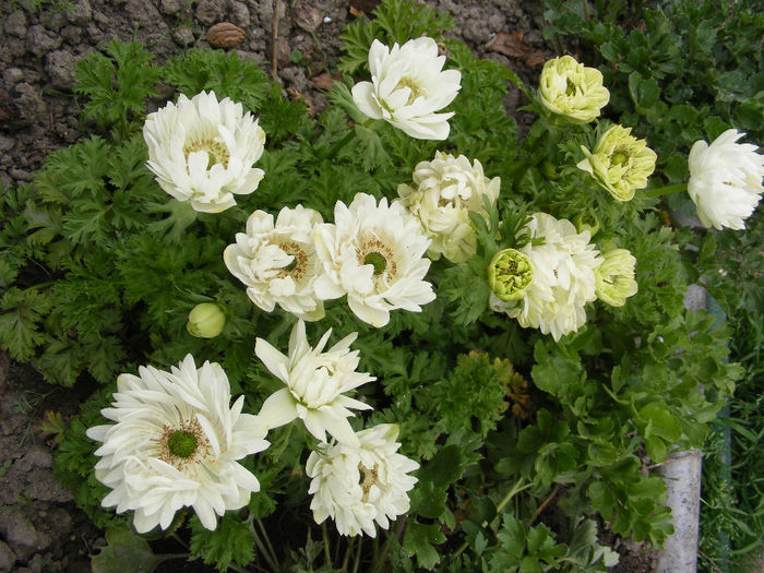 3.Anemone8