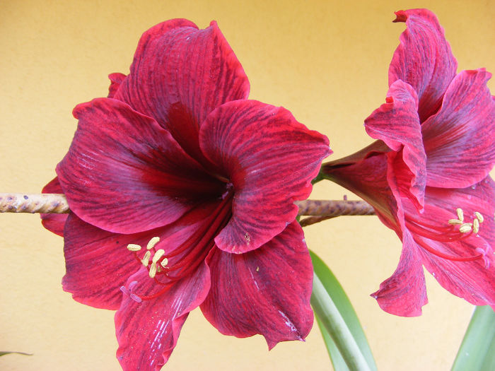 4.Amaryllis2a - 4_Aprilie 2014