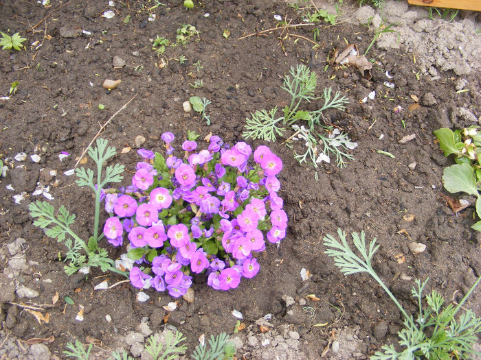 4.Aubrieta1