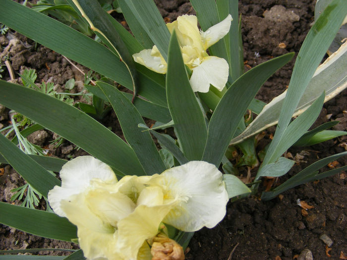 4.Irisi1a