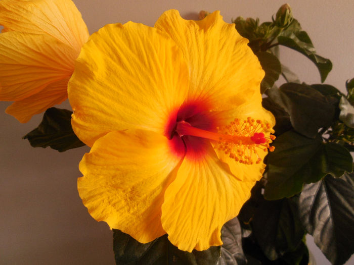 05 may 2014 - Hibiscus
