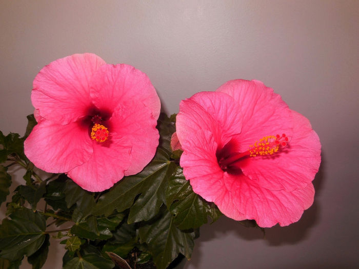 05 may 2014 - Hibiscus