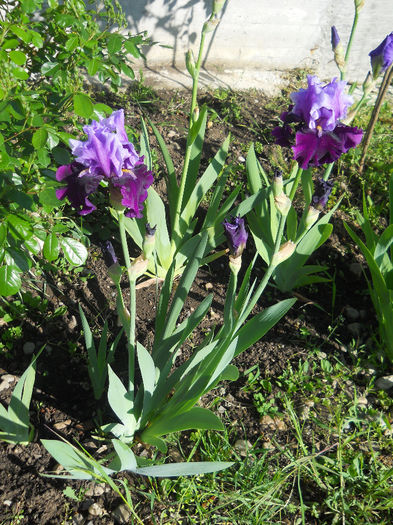 DSCN1681_015 - irisi 2014