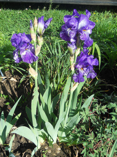 DSCN1687_021 - irisi 2014