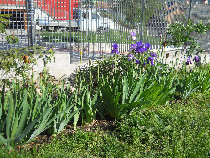 DSCN1690_024 - irisi 2014