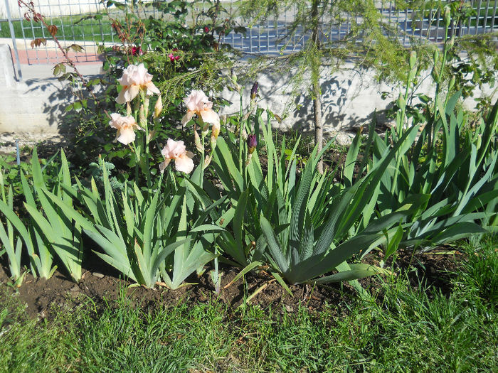 DSCN1691_025 - irisi 2014