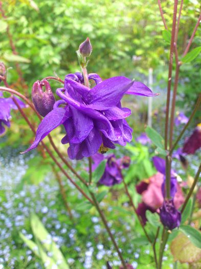 DSC_4677 - Aquillegia