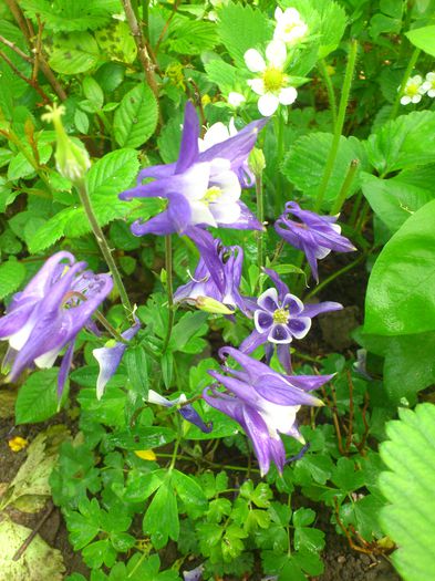 aquilegia blue white - Aquillegia