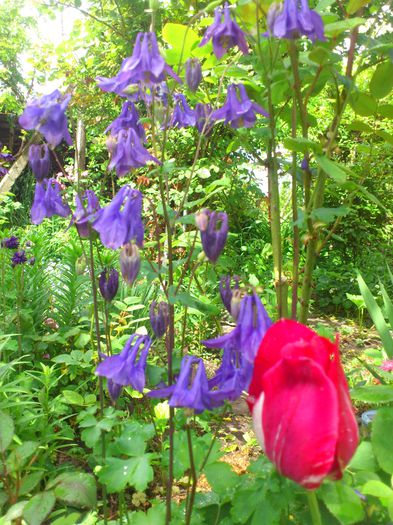 DSC_4683 - Aquillegia