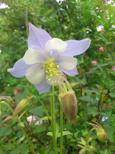 aquilegia_caerula_blue_star - Aquillegia