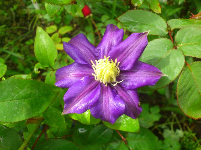 Fujimusume - Clematis