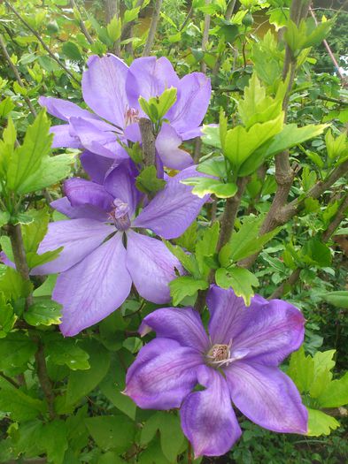 mrs Cholmondeley - Clematis