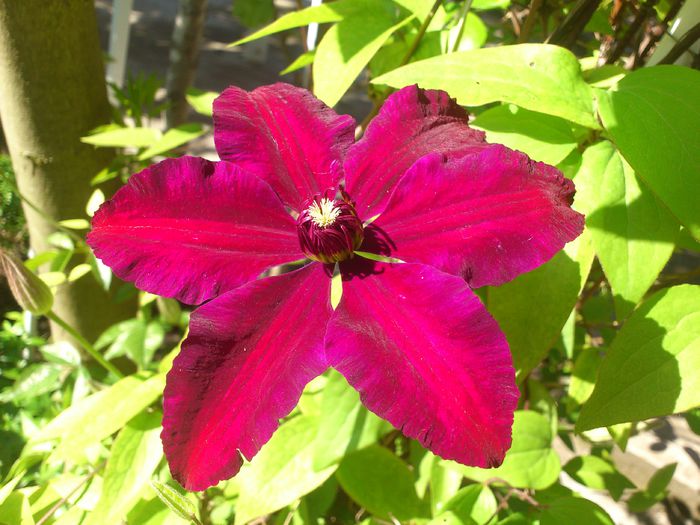 DSC_4710 - Clematis