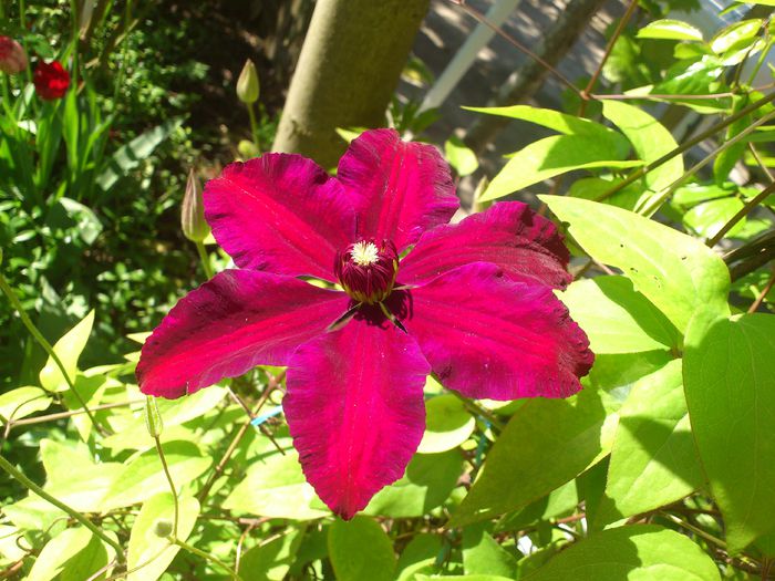 DSC_4711 - Clematis