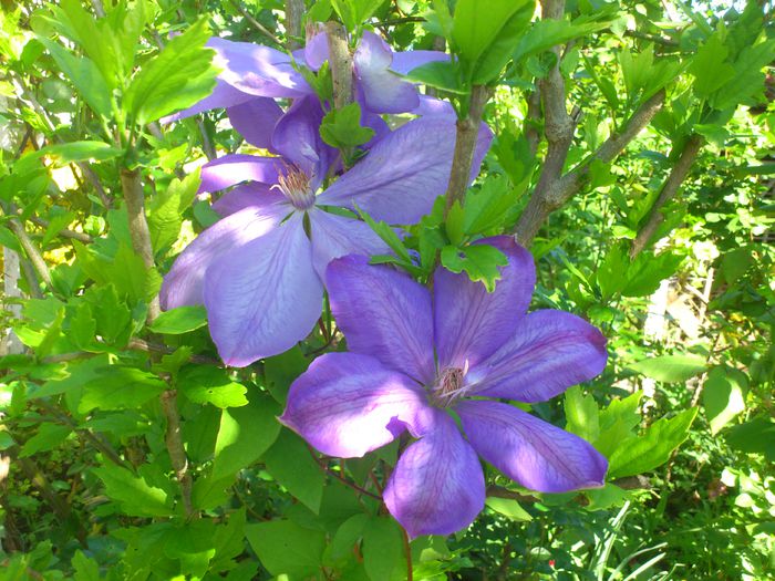 mrs Cholmondeley - Clematis