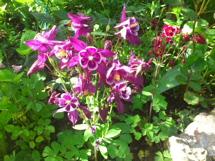 aquilegia_winky_purple white si aquilegia_winky_red white