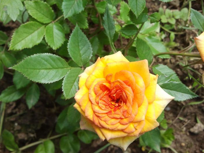 05.05.2014c; In aceasta fotografie floarea seamana mai mult cu cea din catalogul Dimov. Se observa mai bine nuanta mai inchisa pe varful petalelor.
