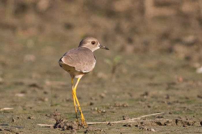 Nagit cu coada alba; (Vanellus leucurus)
