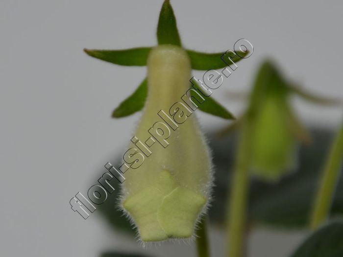 Sinningia my hybrids seria III