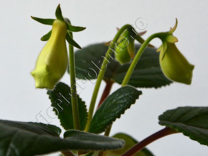 Sinningia my hybrids seria III