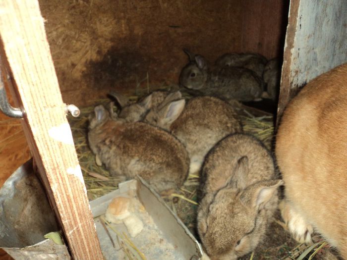 pui nasc. pe 14 apr. 2014 - iepuri