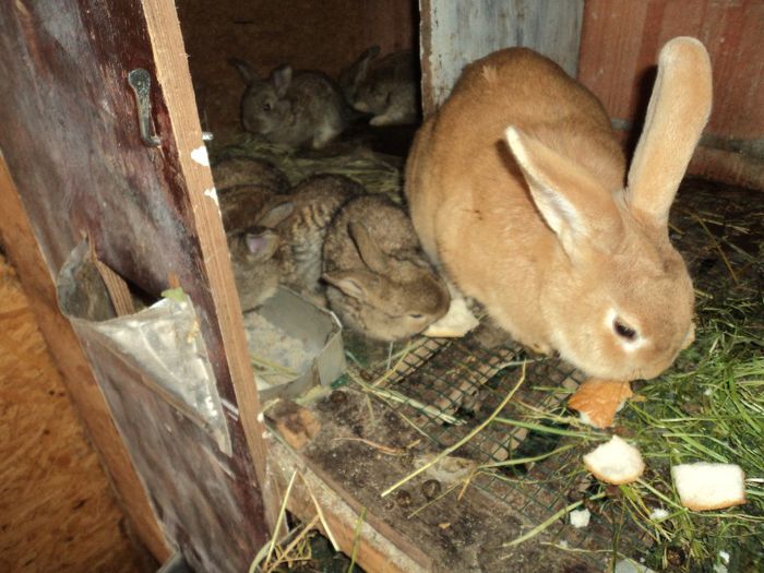 cei 7 nasc. 14 apr-2014 - iepuri