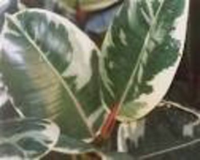 ficus patat