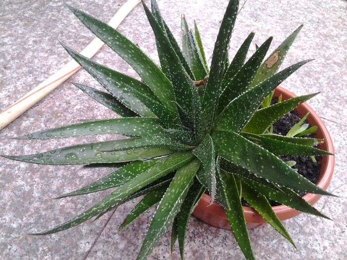 aloe - suculente 2013-2014-2015-2016