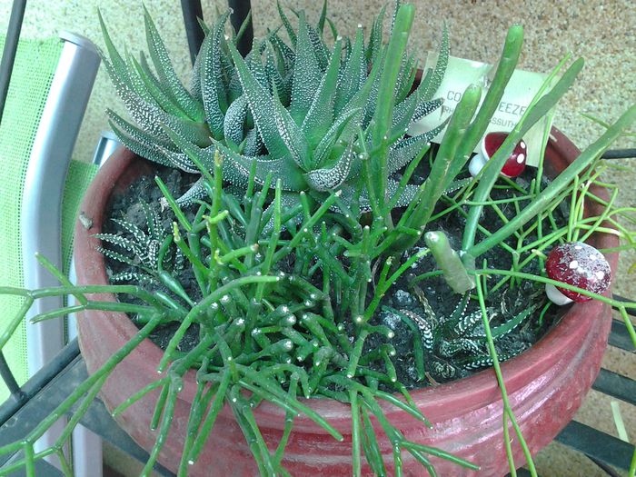 mix - suculente 2013-2014-2015-2016