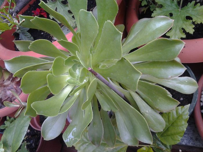 aeonium arborescent - suculente 2013-2014-2015-2016