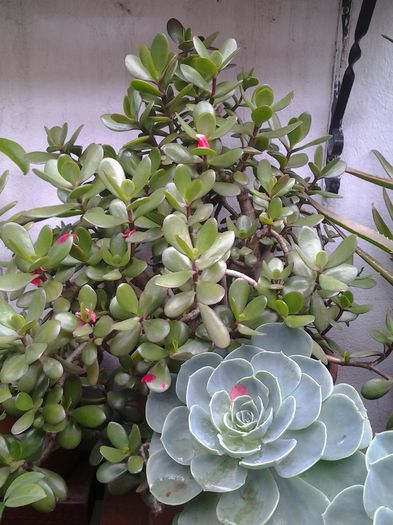 crassula&echeveria - suculente 2013-2014-2015-2016