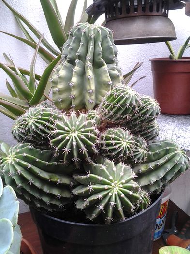 20140506_130848 - suculente 2013-2014-2015-2016