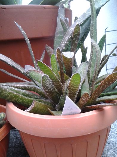 20140506_130904 - suculente 2013-2014-2015-2016