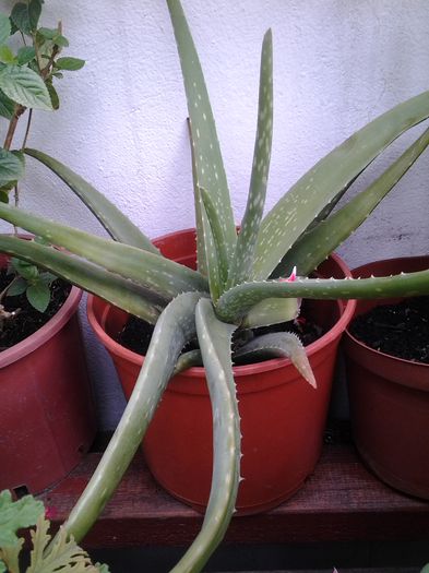 20140506_130919 - suculente 2013-2014-2015-2016