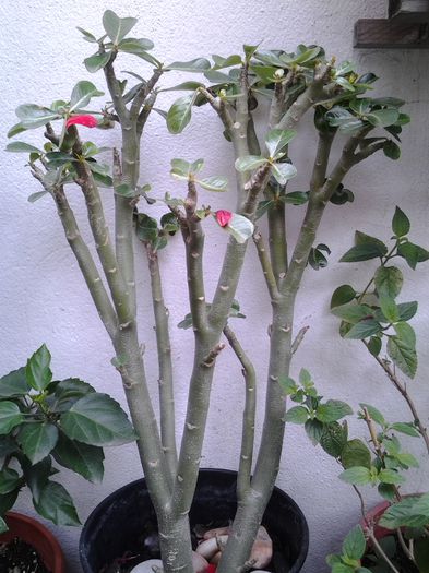 adenium - suculente 2013-2014-2015-2016