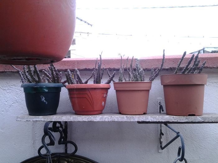 staphelii - suculente 2013-2014-2015-2016