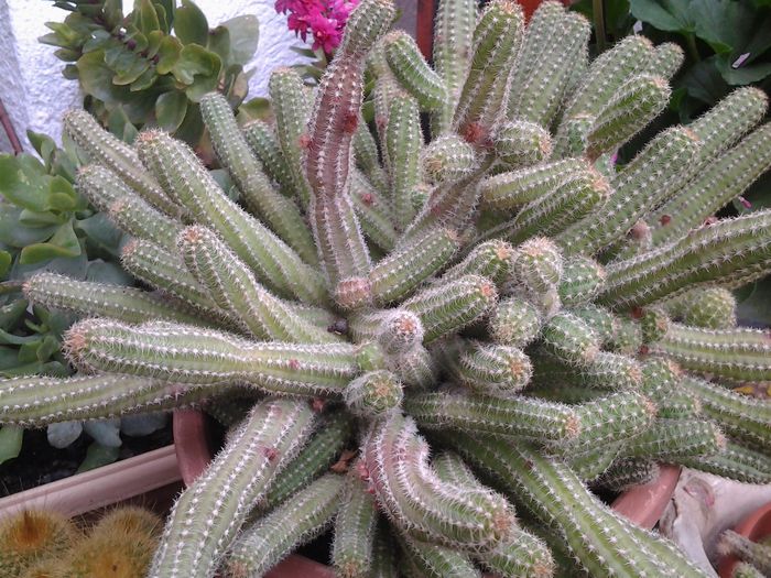 20140506_130947 - suculente 2013-2014-2015-2016