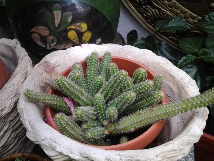 20140506_130951 - suculente 2013-2014-2015-2016