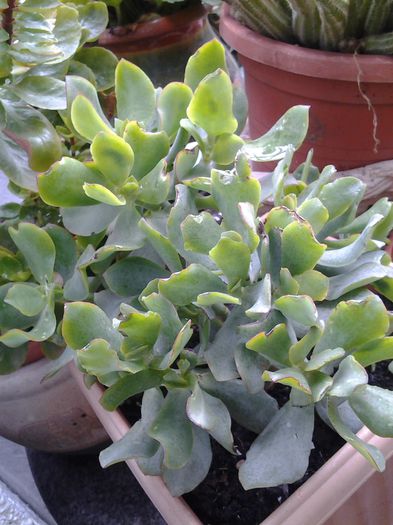 crassula argentea - suculente 2013-2014-2015-2016