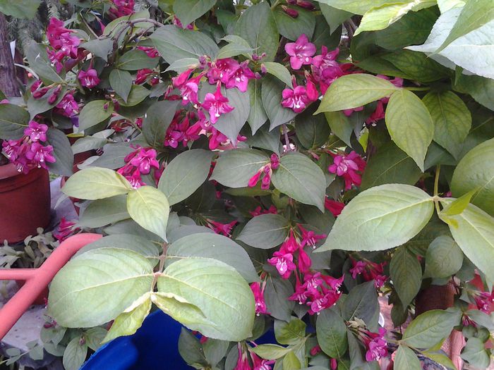 weigela rosie