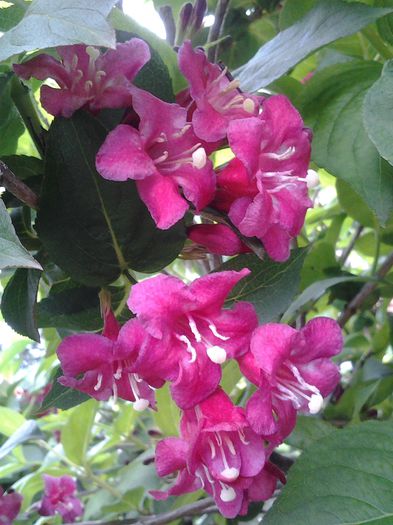 20140506_124706 - 1mai