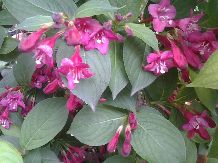 20140506_124713 - 1mai