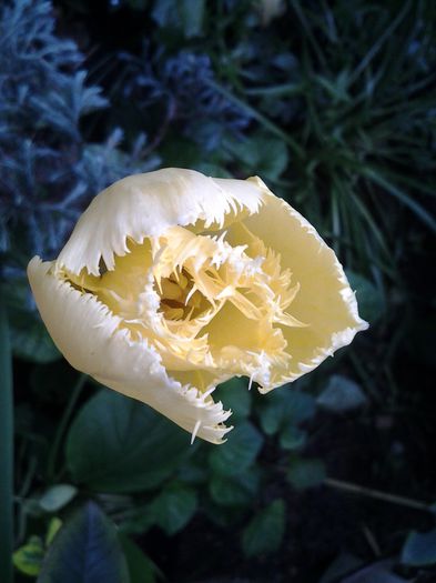 20140506_130643 - 1mai