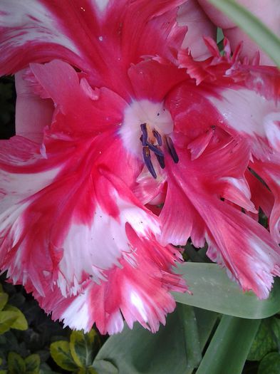 le-a stricat ploaia si piatra...pacat ,erau asa frumoase.. - 1mai